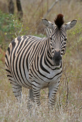 Fototapeta na wymiar Zebra, Zebra, Afryka Południowa