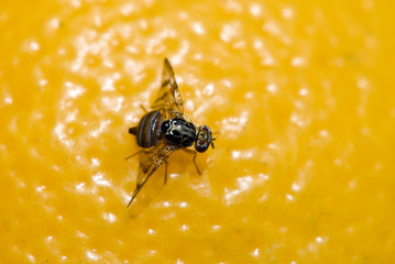 fly