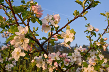 ao_080503_1200 apfelbluten
