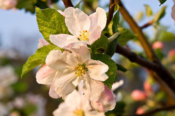 ao_080503_1209 apfelbluten