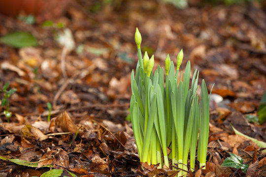 spring:daffodil emerging