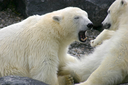 Ours blancs dans le grand nord canadien