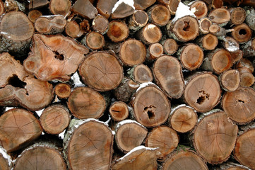 Woodpile in Snow