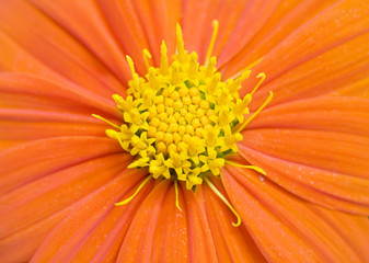 Orange Flower