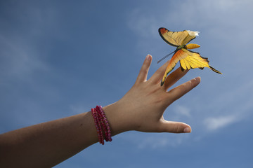 woman hand gently holding yellow butterfly
