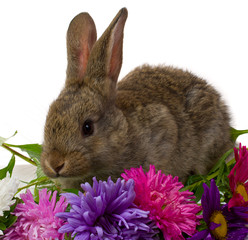 bunny and flowers