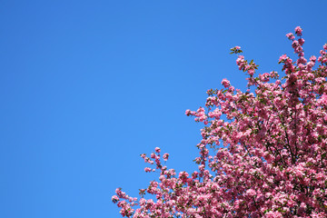 Blossom of apple-tree