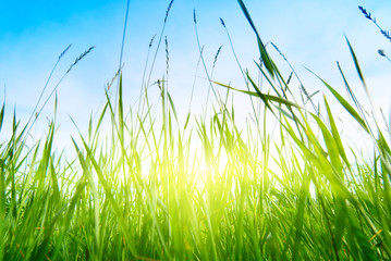 Fototapeta premium grass and sun
