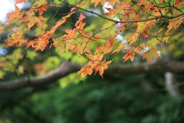 japanese maple leafs