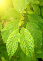 green leaves