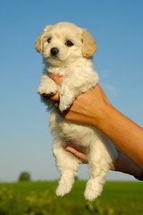 Holding sweet puppy in hands