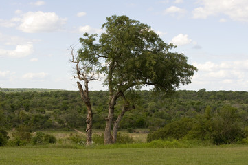Fototapeta na wymiar Kruger national park, South Africa