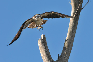 Osprey in flight