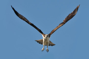 Beautiful Osprey in Flight