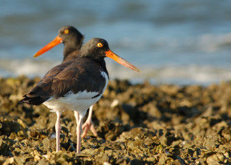 American Oystercatchers on an Oyster Bar