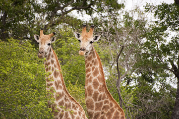 Giraffe in kruger national park