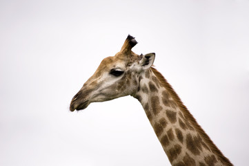 Giraffe in kruger national park