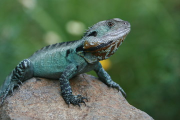 Eastern Water-dragon, Australia