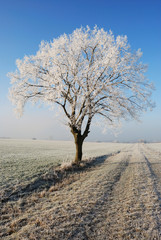 Der Winterbaum