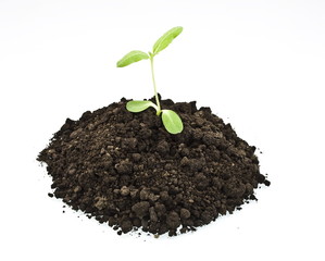 young sunflower sprout in the soil isolated over white