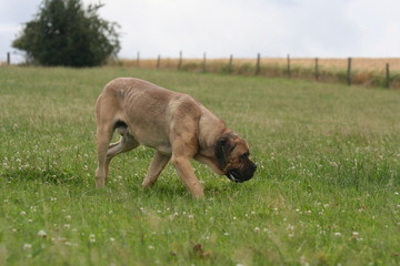 Le flair du Cane Corso sur une piste