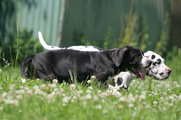 Deux Dogues &agrave; la campagne