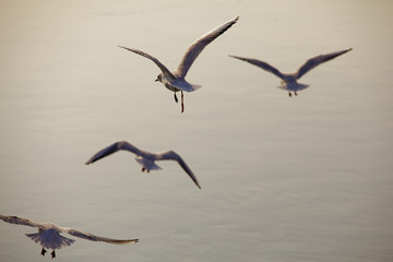 Envolé d'oiseaux