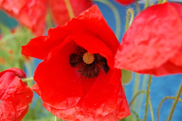 Poppy 1