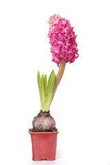 fresh spring flowers in container