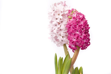 Obraz premium beautiful spring flower