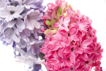 beautiful  spring flower