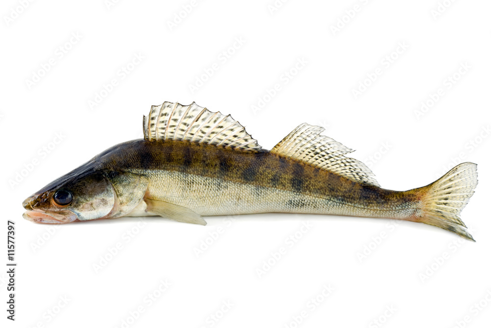 Wall mural fish zander