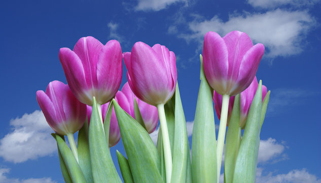 Pink tulips
