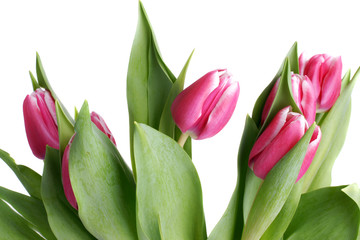 Obraz premium Fresh Pink Tulips