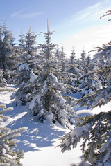 fresh snow in the mountains