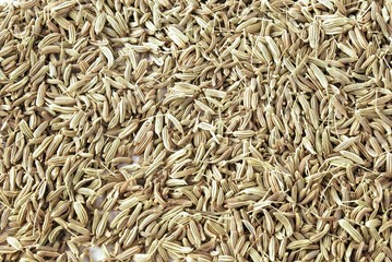 fennel grains