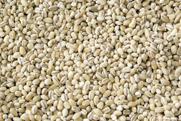 hulled barley