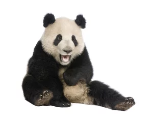 Fotobehang Panda Reuzenpanda (18 maanden) - Ailuropoda melanoleuca