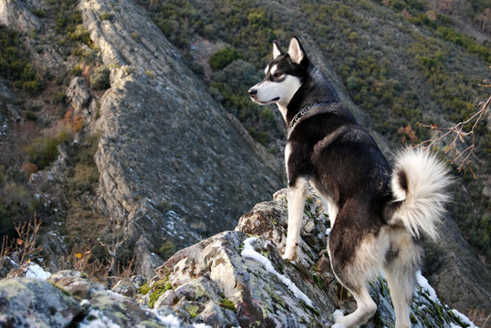 Alaska Malamute