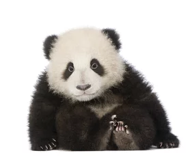 Tableaux sur verre Panda Panda géant (6 mois) - Ailuropoda melanoleuca