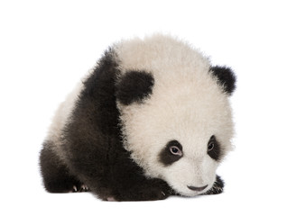 Giant Panda (6 months) - Ailuropoda melanoleuca © Eric Isselée