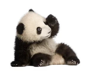 Keuken foto achterwand Panda Reuzenpanda (6 maanden) - Ailuropoda melanoleuca