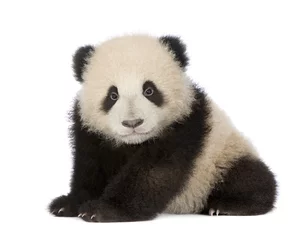 Photo sur Aluminium Panda Panda géant (6 mois) - Ailuropoda melanoleuca