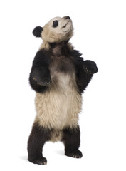 Fototapeta premium Giant Panda (18 months) - Ailuropoda melanoleuca