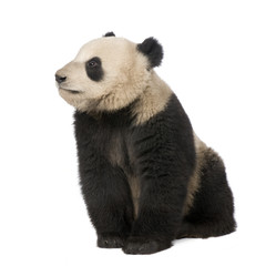 Obraz premium Giant Panda (18 miesięcy) - Ailuropoda melanoleuca