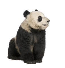 Giant Panda (18 months) - Ailuropoda melanoleuca © Eric Isselée
