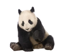 Tableaux ronds sur aluminium Panda Panda géant (18 mois) - Ailuropoda melanoleuca