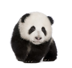 Panda géant (4 mois) - Ailuropoda melanoleuca