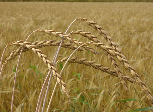 Dinkel&auml;hren vor Getreidefeld/ears of spelt