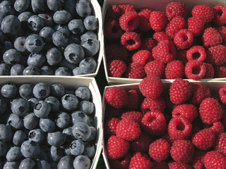 Himbeeren und Heidelbeeren/Blue and red berries
